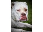 Adopt Storm/Cat a Mixed Breed