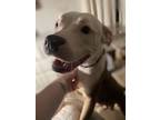 Adopt Dahlia a Pit Bull Terrier