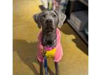 Adopt Stormy a Labrador Retriever