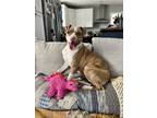 Adopt Paddy a Pit Bull Terrier, Hound