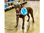 Adopt Moana a Pit Bull Terrier