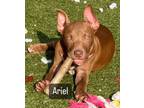 Adopt Ariel a Pit Bull Terrier