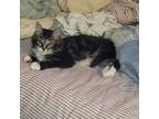 Adopt Spicy a Domestic Long Hair