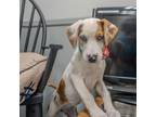 Adopt Lyric a Catahoula Leopard Dog