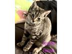 Adopt Sparkle a Tabby