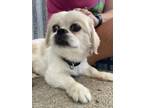 Adopt AC Honey (18th & Luther) a Pekingese
