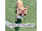 Adopt Dallas a Mixed Breed