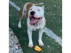 Adopt REESE a Mixed Breed