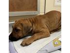 Adopt Peaches a Mixed Breed
