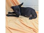 Adopt Isolde a Mixed Breed