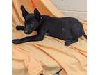 Adopt Iseult a Mixed Breed