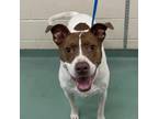 Adopt Maley Diamond a Mixed Breed