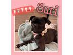 Adopt Suri a Pug