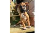 Adopt Shae a Boxer