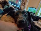Adopt ABBINGTON a Border Collie, Australian Shepherd