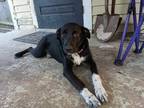 Adopt AUGUSTA a Border Collie, Australian Shepherd
