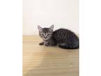 Adopt Squirrel a Domestic Short Hair