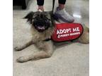 Adopt Fancy a Pekingese