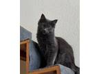 Adopt Eos a Domestic Long Hair