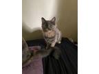 Adopt Hemera a Domestic Long Hair