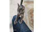 Adopt Sunny a Domestic Medium Hair