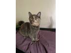 Adopt Persephone a Domestic Long Hair