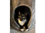 Adopt Olive a Domestic Short Hair