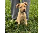 Adopt Nellie a Mixed Breed