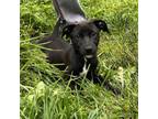 Adopt Duchess a Mixed Breed
