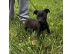 Adopt Tammy a Mixed Breed