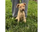 Adopt Fendi a Mixed Breed