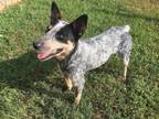 Adopt Minnie Mouse a Australian Cattle Dog / Blue Heeler