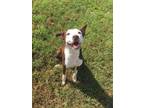 Adopt Rebel a Mixed Breed