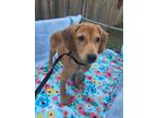 Adopt Lady bug a Mixed Breed