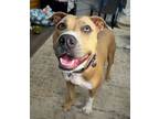 Adopt Millie Yoscelin Loves Kids a Pit Bull Terrier, American Staffordshire