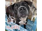 Adopt Sally Sweetheart the Perfect Family Pup a Pit Bull Terrier