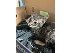 Adopt Tas a Domestic Long Hair