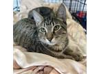 Adopt Gretl a Domestic Short Hair