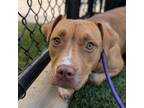 Adopt Honeydew a Pit Bull Terrier