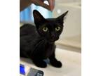 Adopt Orbeez a Domestic Short Hair