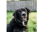 Adopt Tessa3 a Border Collie, Retriever