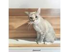 Adopt Chardonnay a Siamese, Domestic Short Hair