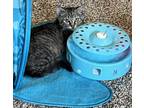 Adopt Canary a Domestic Short Hair, Tabby