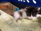 Adopt 56521314 a Domestic Short Hair