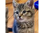 Adopt Jazza a Domestic Short Hair