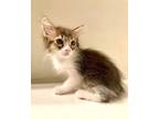 Adopt Murphy (bonded w/Gypsy) a Domestic Medium Hair, Manx