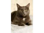 Adopt Corsica a Domestic Short Hair