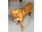 Adopt Bella a Mixed Breed