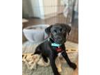 Adopt Faith a Shepherd, Mixed Breed