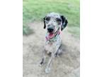 Adopt Gracie a Australian Shepherd, Poodle